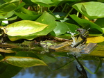 FZ008411 Marsh frogs (Pelophylax ridibundus) jumping from plank.jpg
